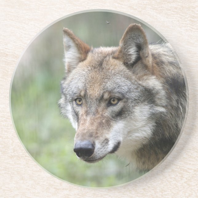 Wolf 001 coaster (Front)
