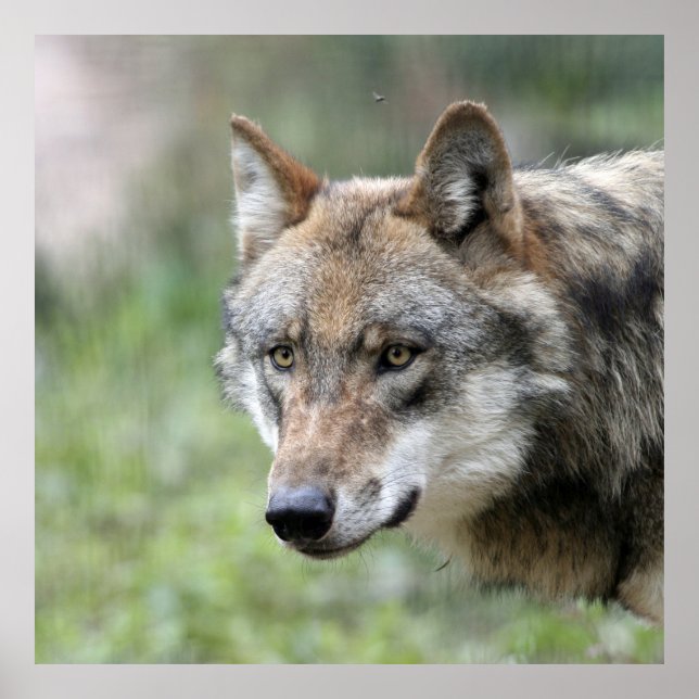 Wolf 001 poster (Front)