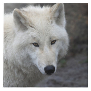 Wolf 001 tile