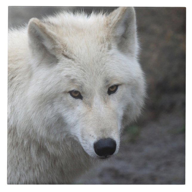 Wolf 001 tile (Front)