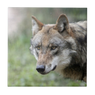 Wolf 001 tile