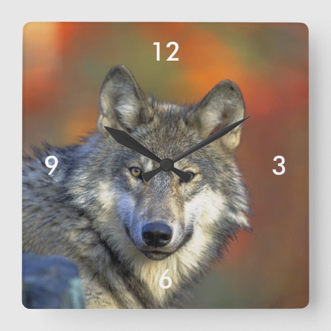 Wolf_2015_0301 Square Wall Clock (Front)