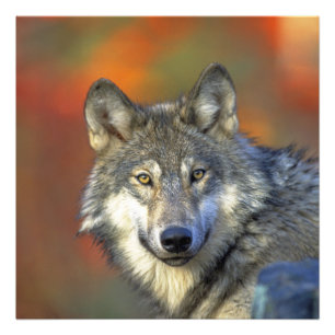 Wolf_2015_0302 Photo Print