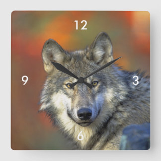 Wolf_2015_0302 Square Wall Clock