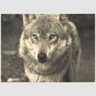 Wolf 215 tissue paper