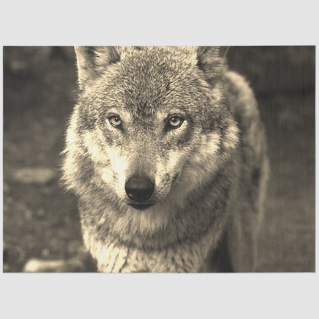 Wolf 215 tissue paper (Front)