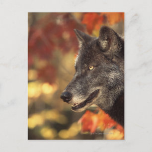 Wolf 2 postcard