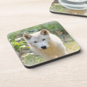 Wolf Animal Art, Canadian Wildlife Coaster