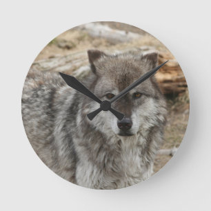 wolf animal face eyes canine forest zoo park round clock