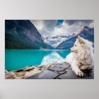 Wolf at Lake Louise, Canadian Rockies