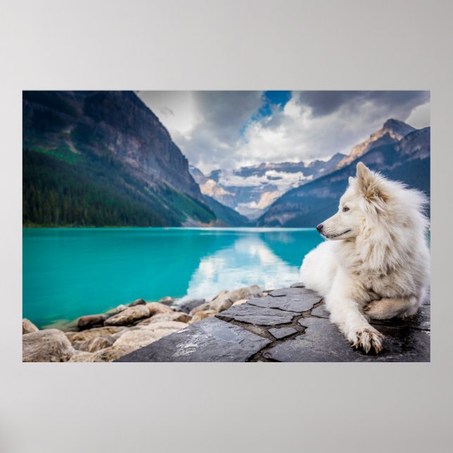 Wolf at Lake Louise, Canadian Rockies Poster (Front)