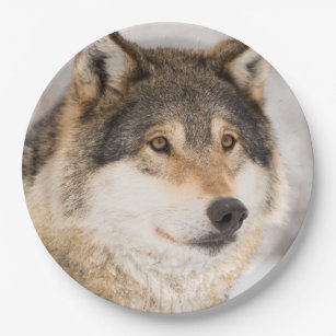 Wolf birthday boy paper plate