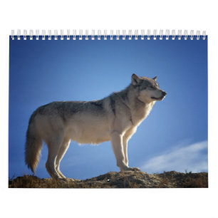 Wolf Calendar, Wolf Calendar