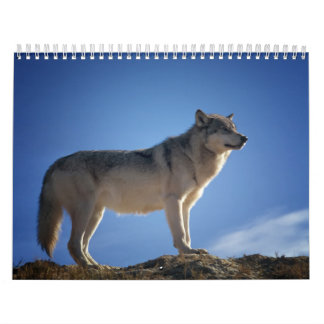 Wolf Calendar, Wolf Calendar