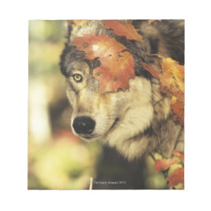 Wolf (Canis lupus)   Autumn Colour Notepad