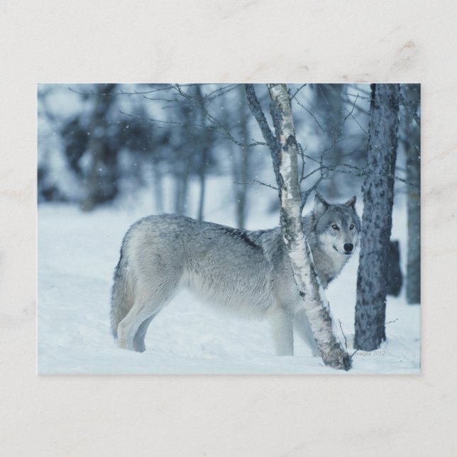Wolf (Canis lupus) during Winter Postcard (Front)