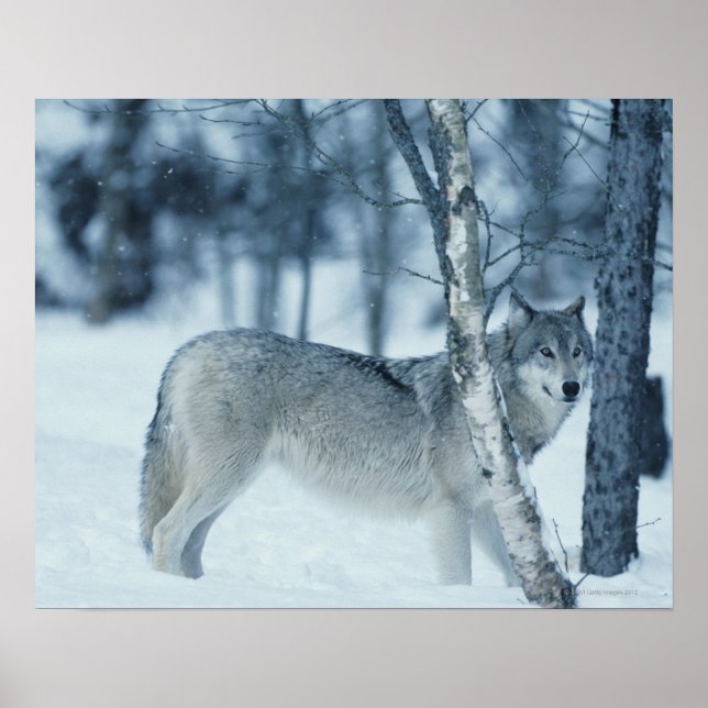 Wolf (Canis lupus) during Winter Poster (Front)