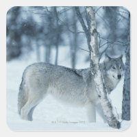 Wolf (Canis lupus) during Winter