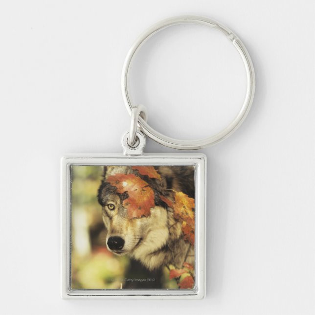 Wolf (Canis lupus), headshot, with Autumn colour, Key Ring (Front)