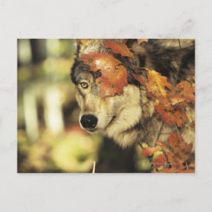 Wolf (Canis lupus), headshot, with Autumn colour, Postcard