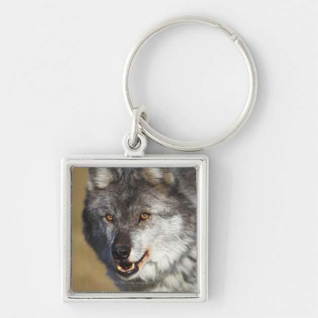 Wolf (Canis Lupus) Key Ring (Front)