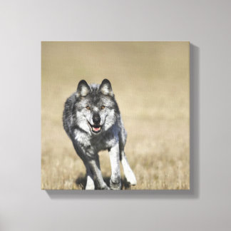 Wolf (Canis Lupus) Running Towards Camera Canvas Print