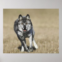 Wolf (Canis Lupus) Running Towards Camera