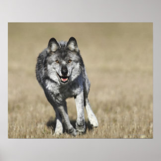 Wolf (Canis Lupus) Running Towards Camera Poster