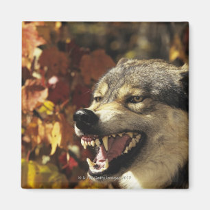 Wolf (Canis lupus) snarling, headshot, with Magnet