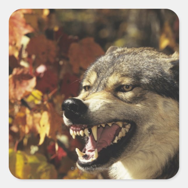 Wolf (Canis lupus) snarling, headshot, with Square Sticker (Front)