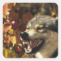 Wolf (Canis lupus) snarling, headshot, with