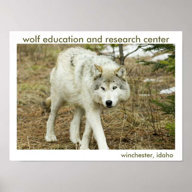 Wolf Centre Poster (Front)