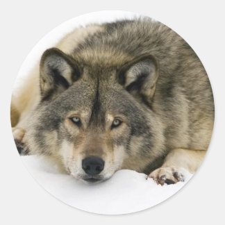 Wolf Classic Round Sticker