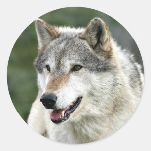 Wolf Classic Round Sticker