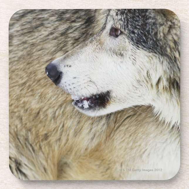 Wolf Coaster (Front)