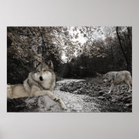 Wolf Creek Brook Forest Landscape