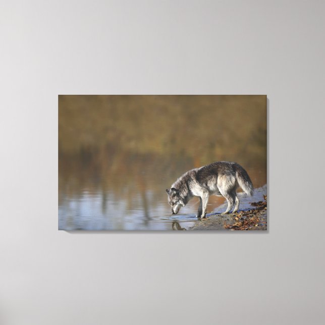 Wolf Drinking Water From A Pond Canvas Print (Front)