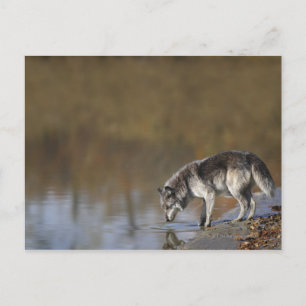 Wolf Drinking Water From A Pond Postcard