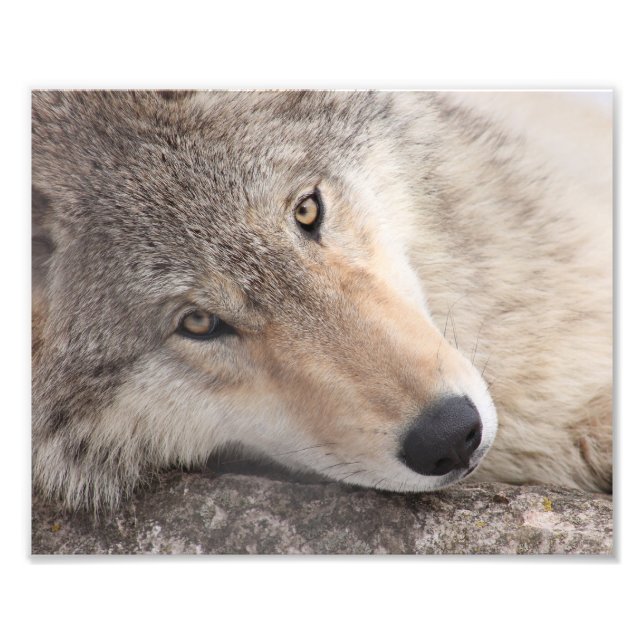 Wolf Eyes - Timber Wolf Photo Print (Front)