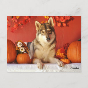 Wolf Fall Holiday Postcard