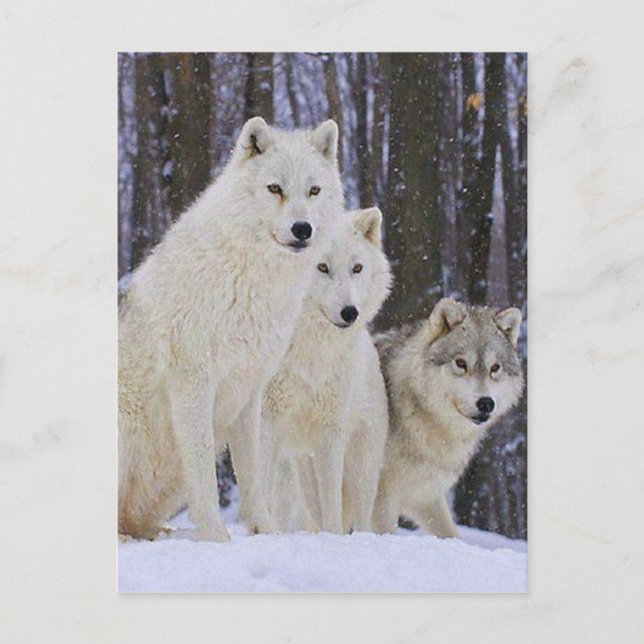 Wolf Family Postcard (Front)