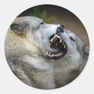 Wolf Fight Classic Round Sticker