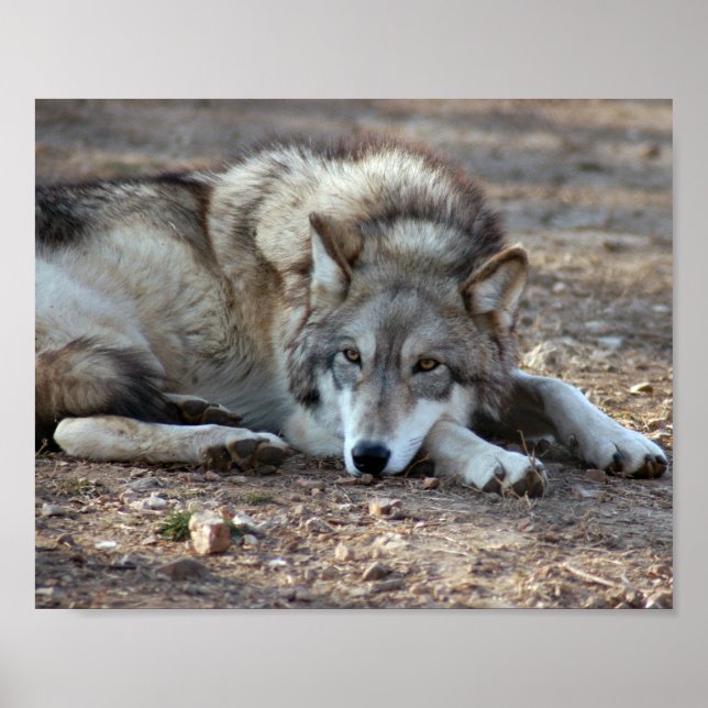 Wolf Framed Print (Front)