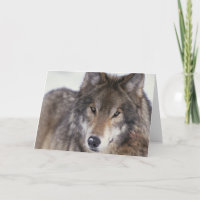 Wolf Gaze