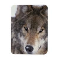 Wolf Gaze