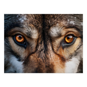 Wolf Gaze Poster