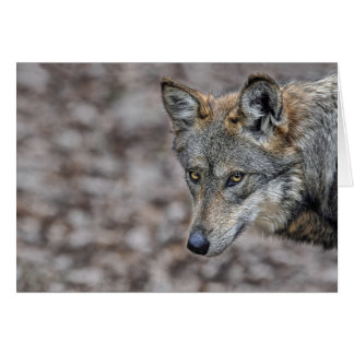 Wolf Glimpse Card