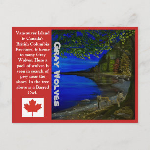 Wolf! Grey Wolves and Barred Owl. Postcard