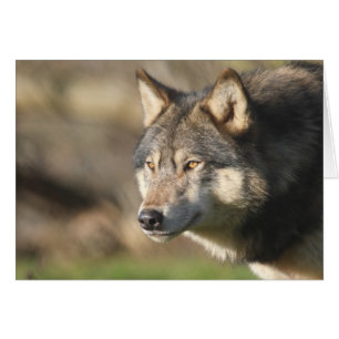 Wolf head shot