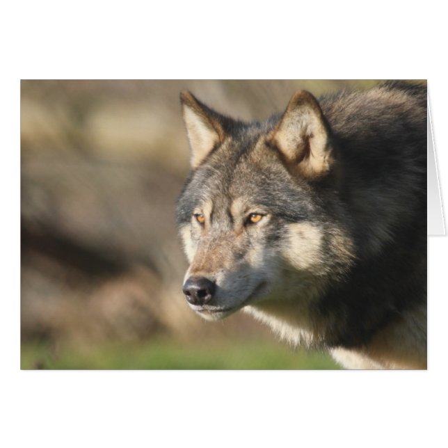 Wolf head shot (Front Horizontal)